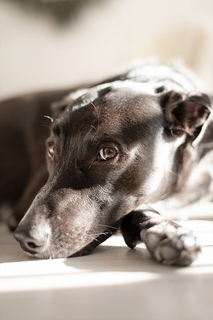 Close-up portrait of a dog photographed by Aleiram Fotografía.