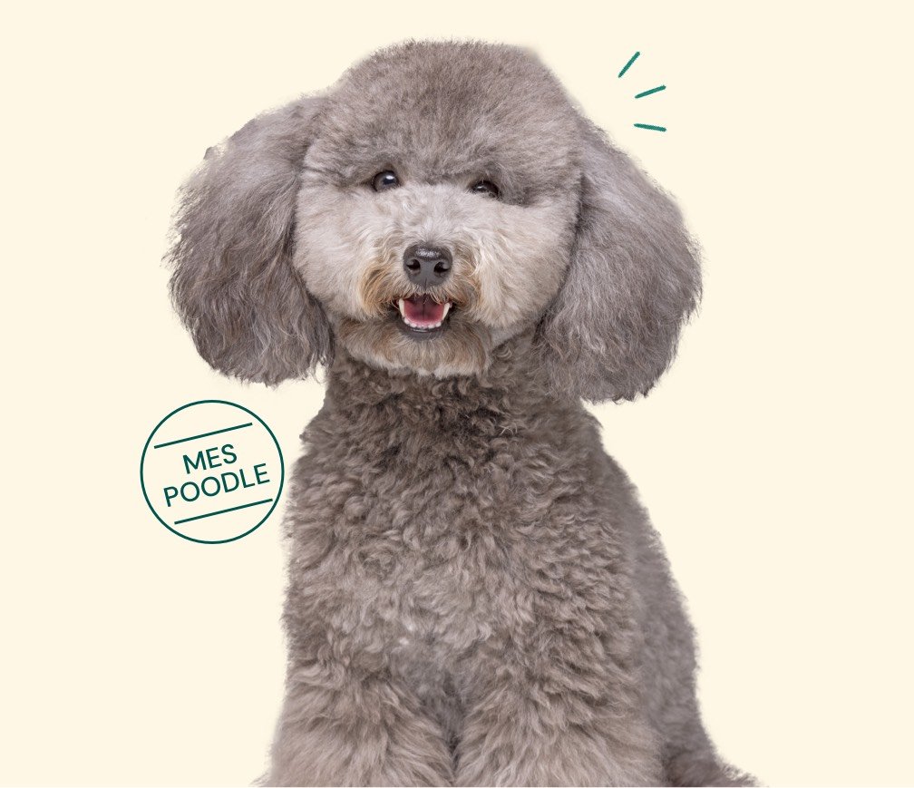A groomed poodle photographed for the Gentlecan grooming service.